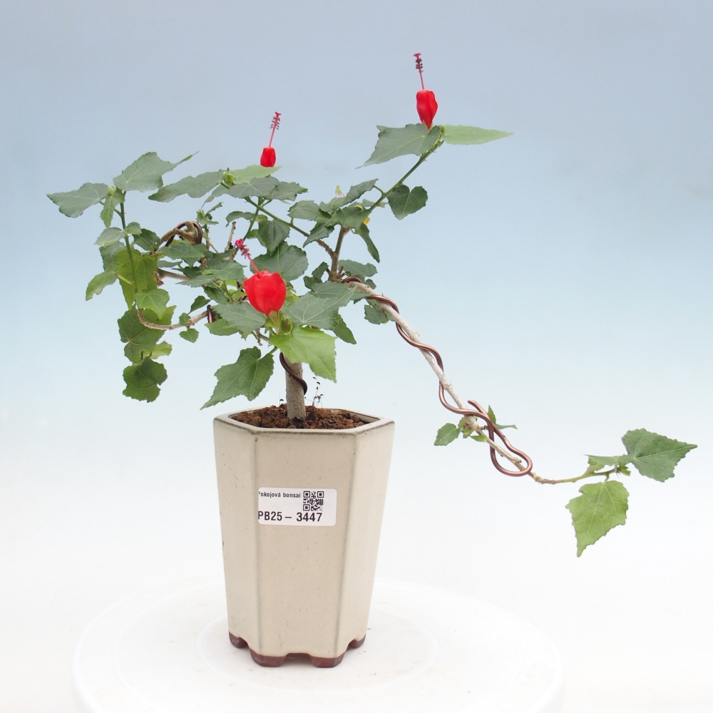 Bonsai voor binnen - Malvaviscus arboreus