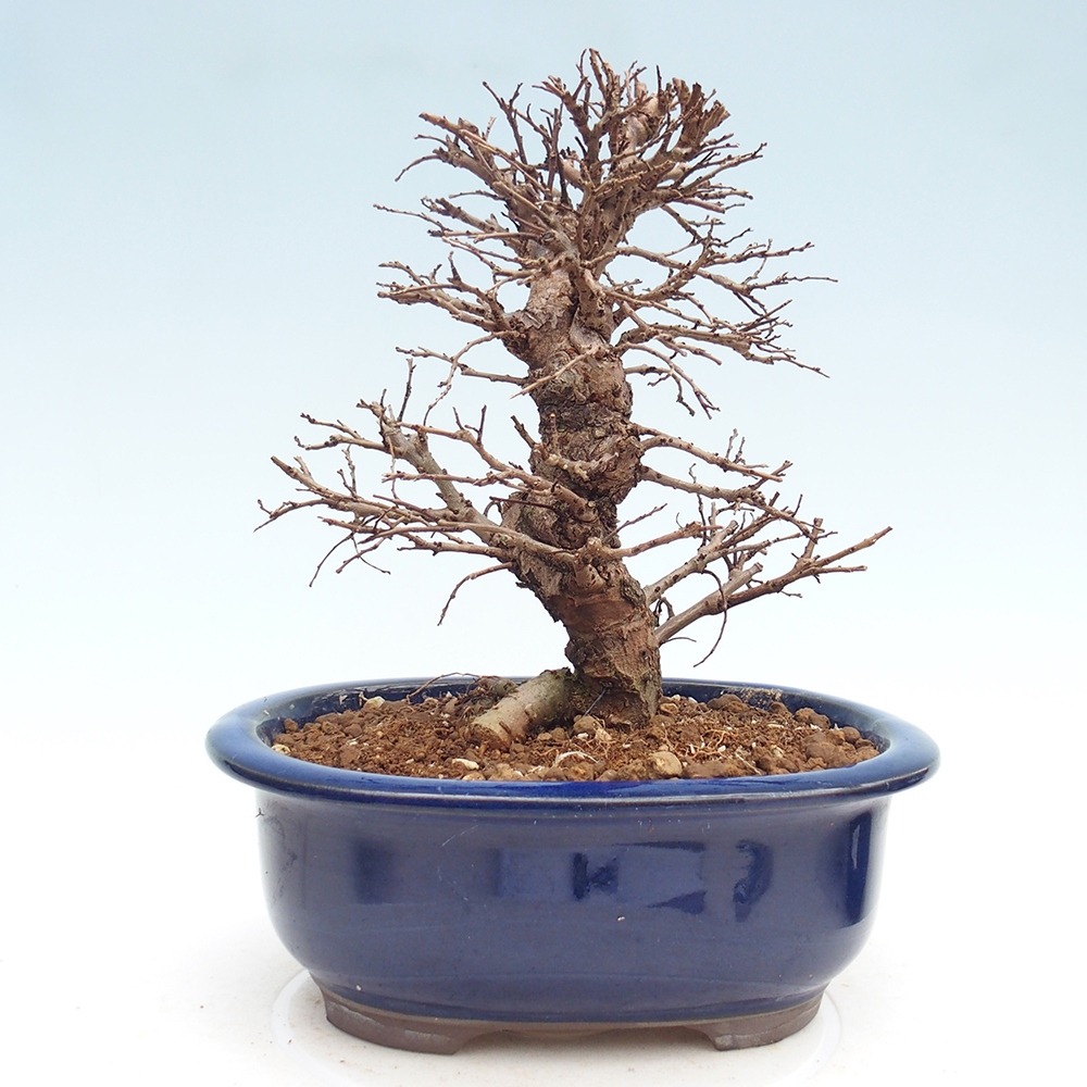 Bonsai voor buiten - Zelkova - Zelkova NIRE