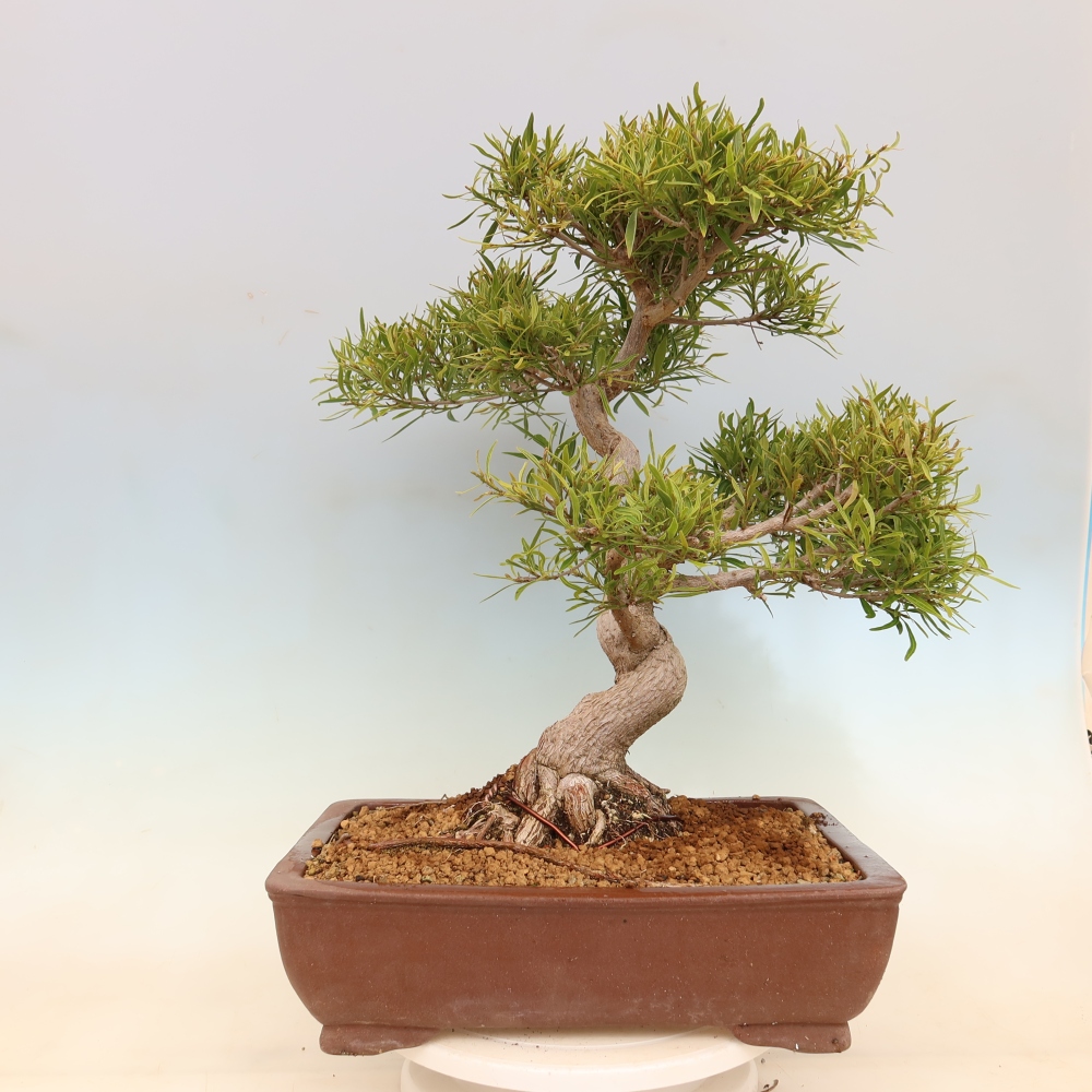 Kamerbonsai - Ficus nerifolia - kleinbladige ficus