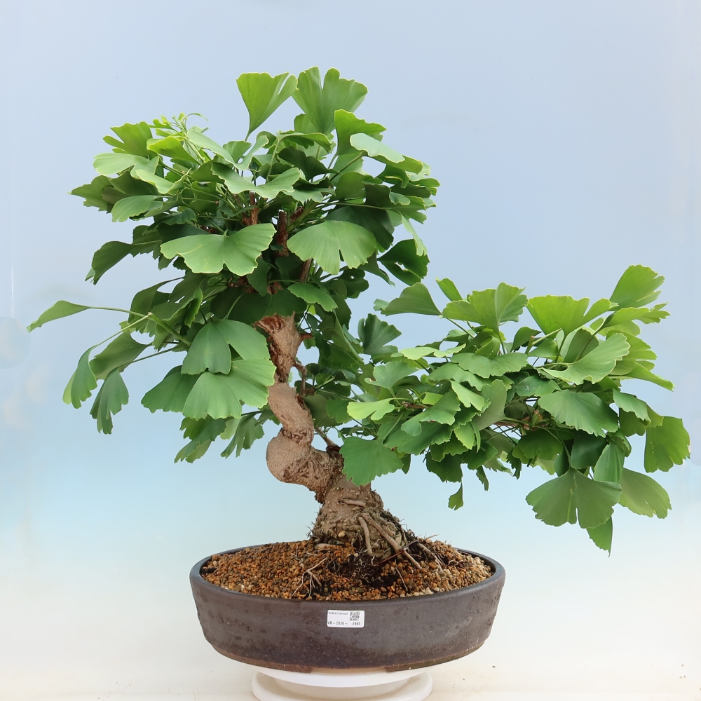 Bonsai voor buiten - Ginkgo biloba