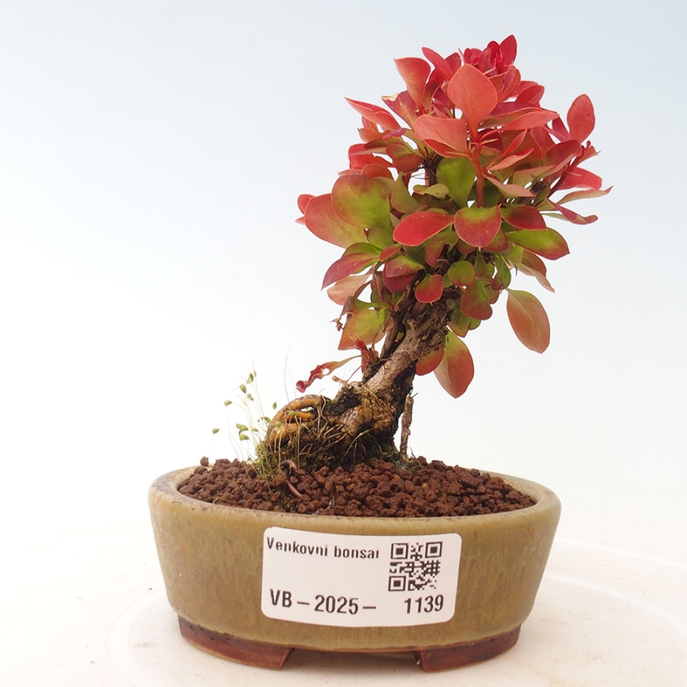 Bonsai voor buiten - Berberis thunbergii Kobold