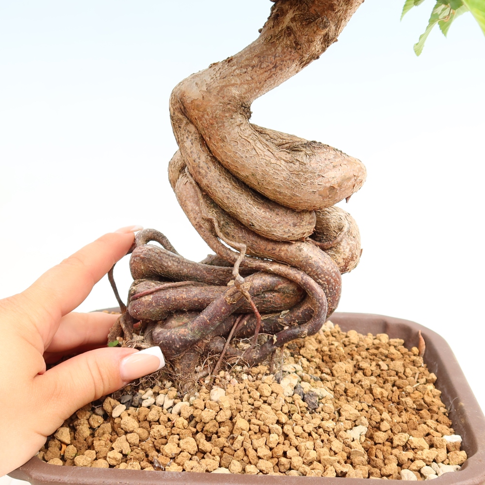 Bonsai voor buiten -Carpinus Coreana - Koreaanse haagbeuk