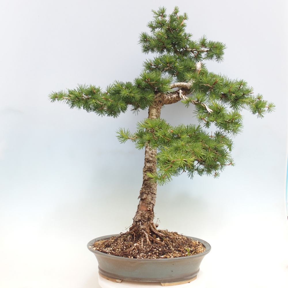 Bonsai voor buiten -Larix decidua - Lariks