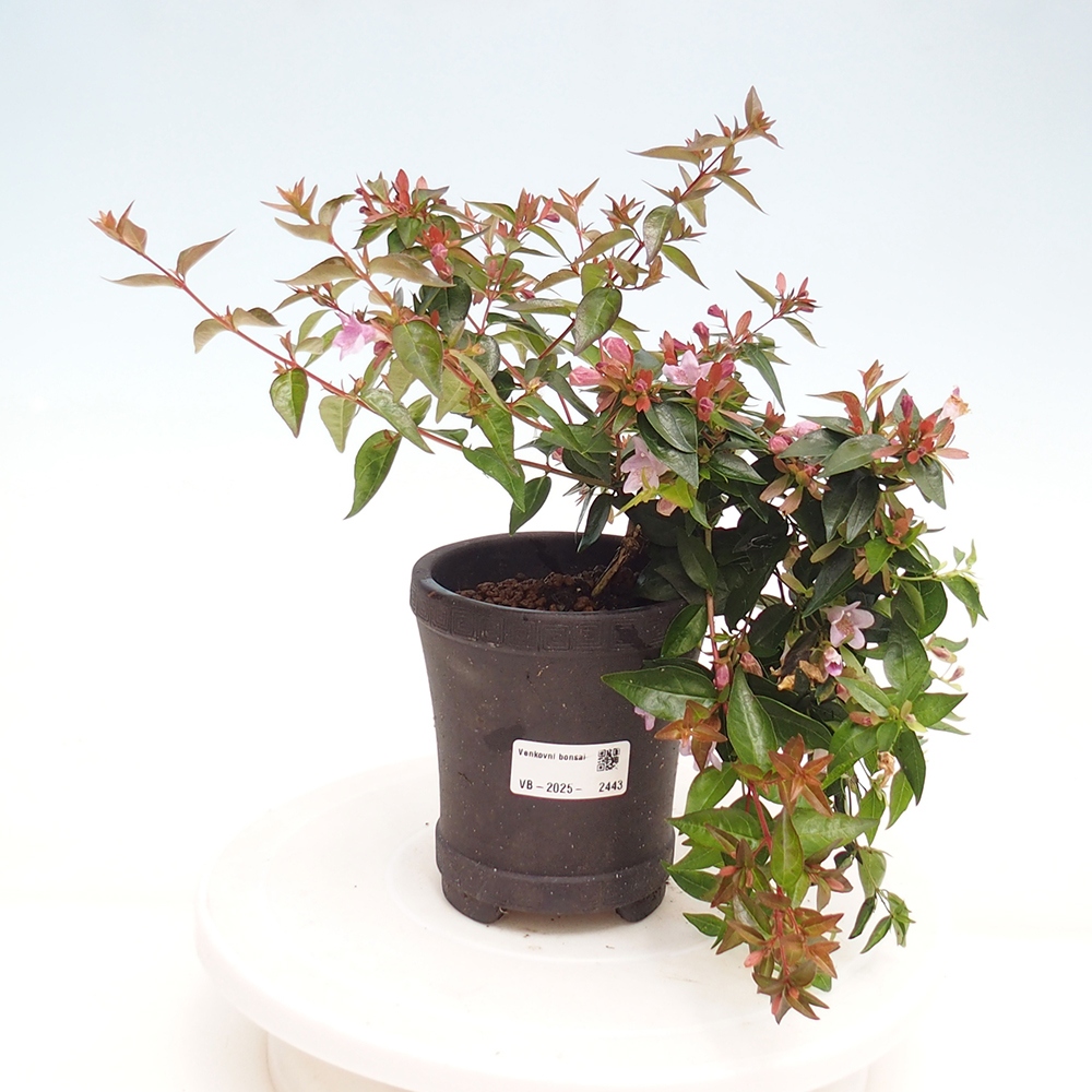 Bonsai voor buiten - Abelia Grandiflora - Abelia grandiflora