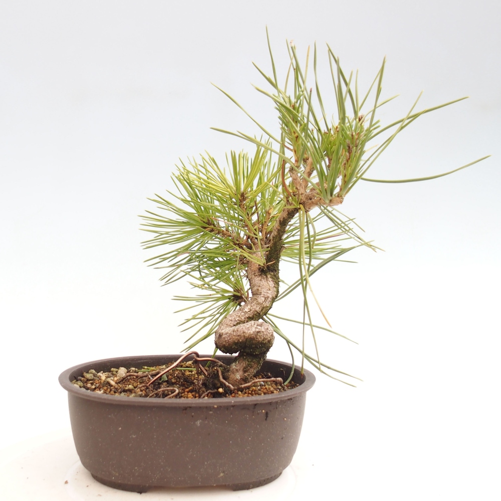 Bonsai voor buiten - Pinus thunbergii - Thunberg den