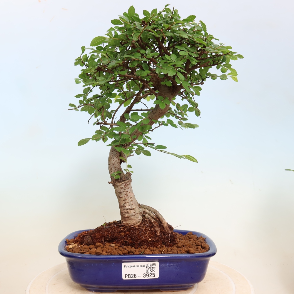 Kamerbonsai - Ulmus parvifolia - Winteriep