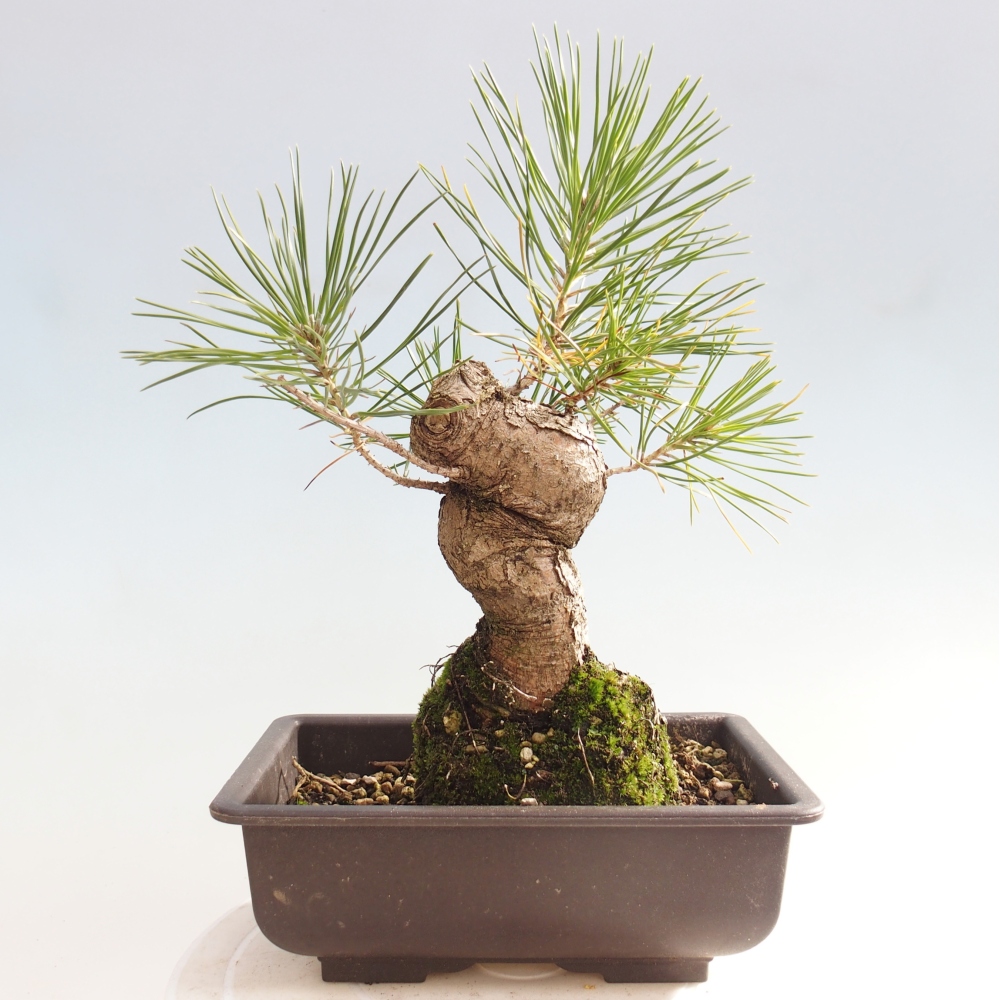 Bonsai voor buiten - Pinus thunbergii - Thunberg den