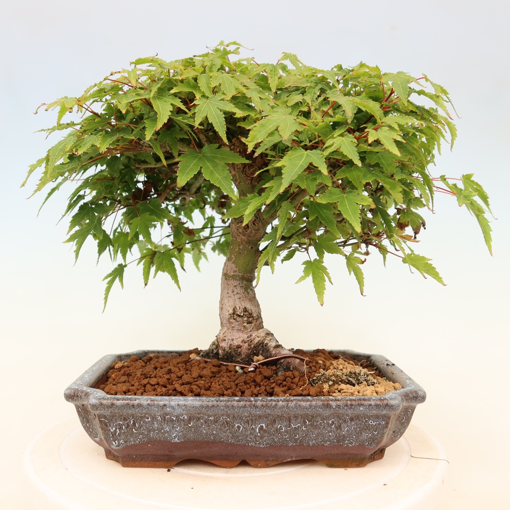 Acer palmatum KIOHIME - Palmeta-esdoorn