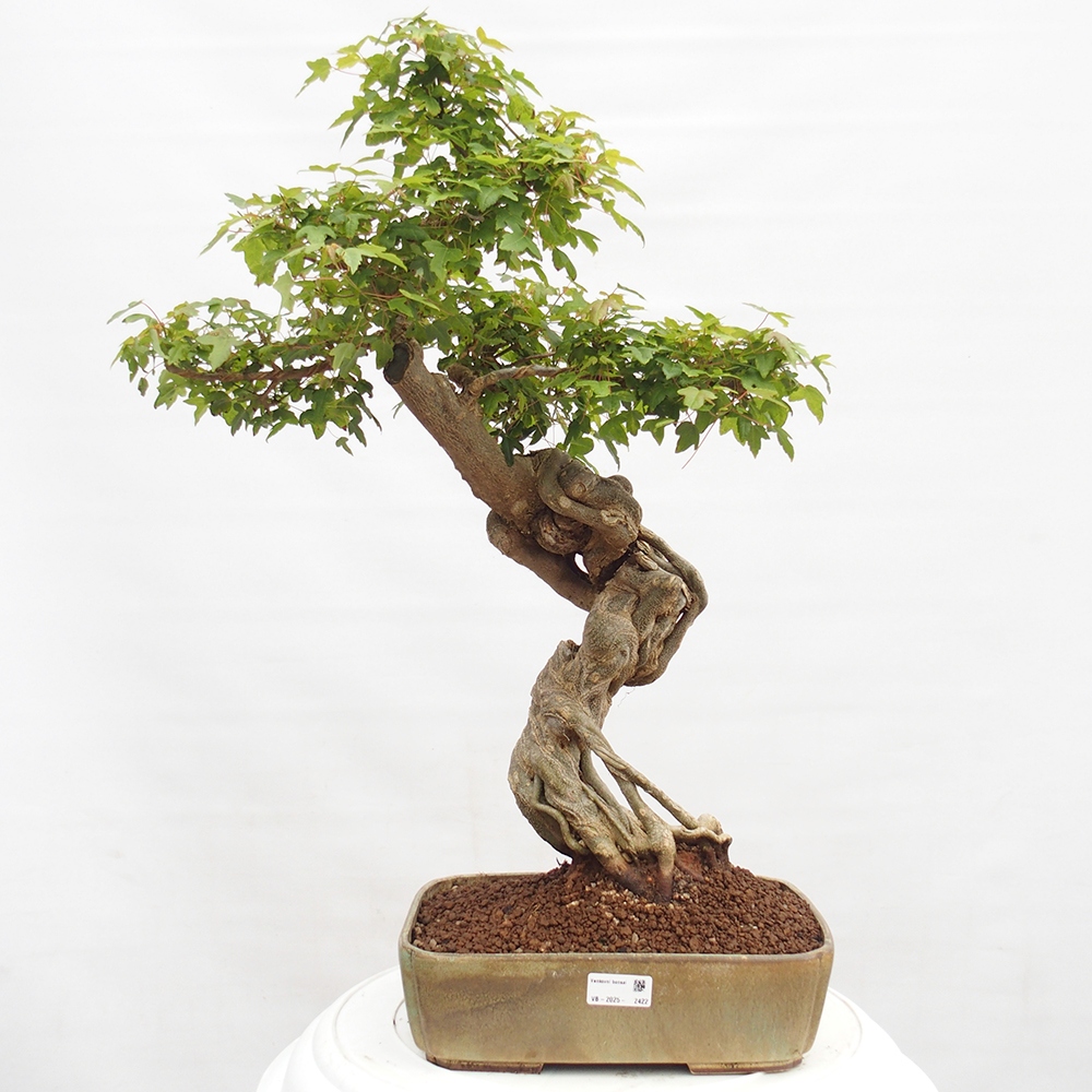 Bonsai voor buiten - Acer Buergerianum - Burgeresdoorn