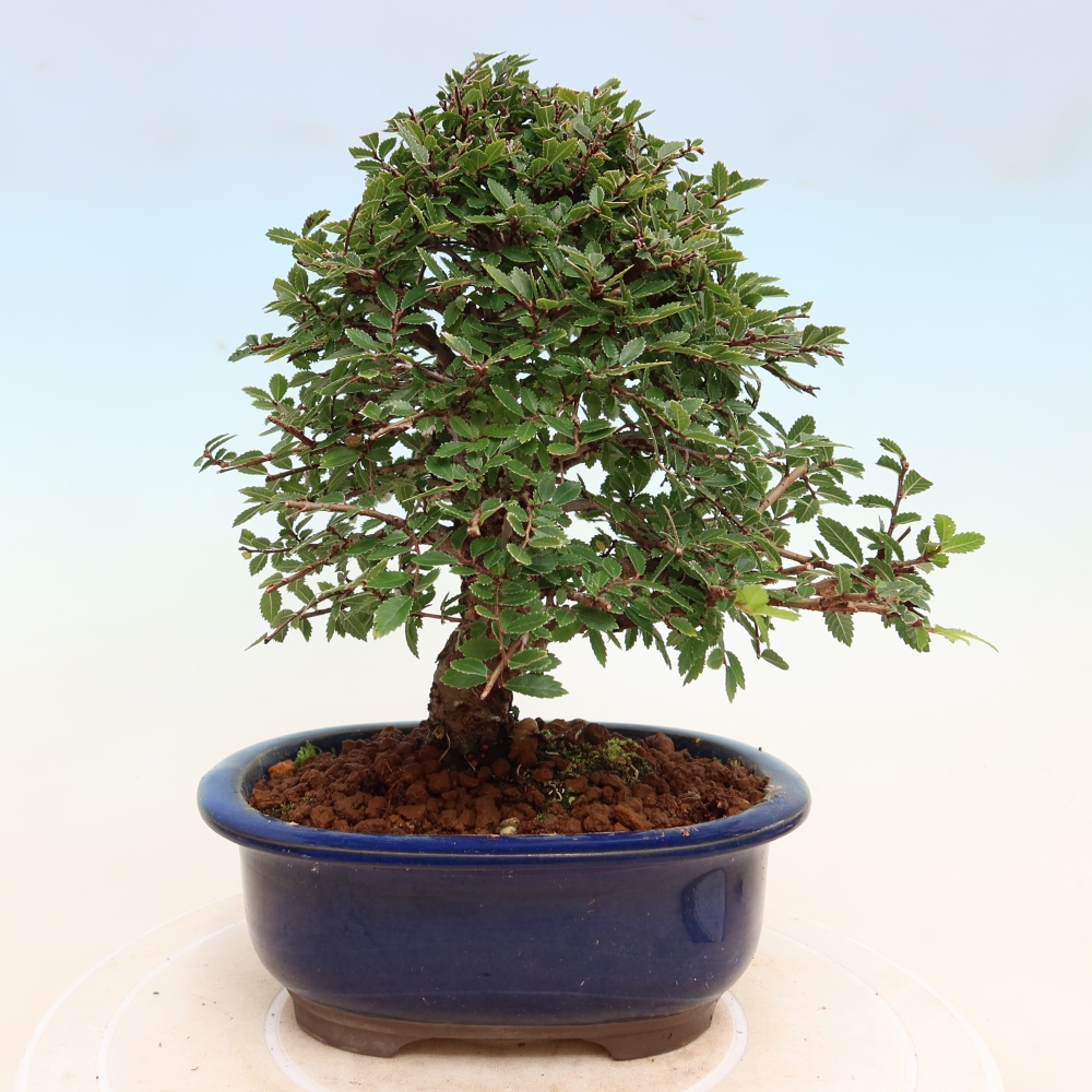 Bonsai voor buiten - Zelkova - Zelkova NIRE