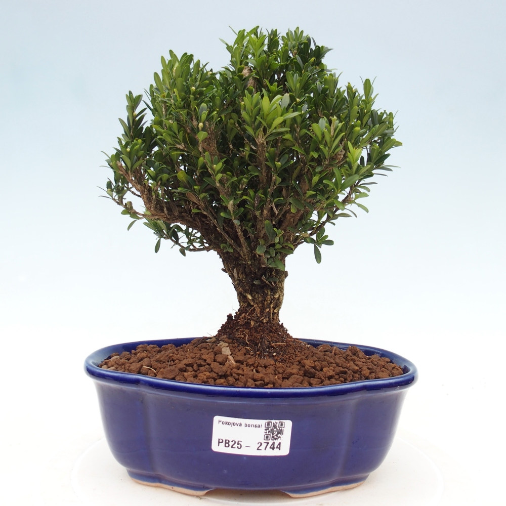 Kamerbonsai - Buxus harlandii - kurk buxus