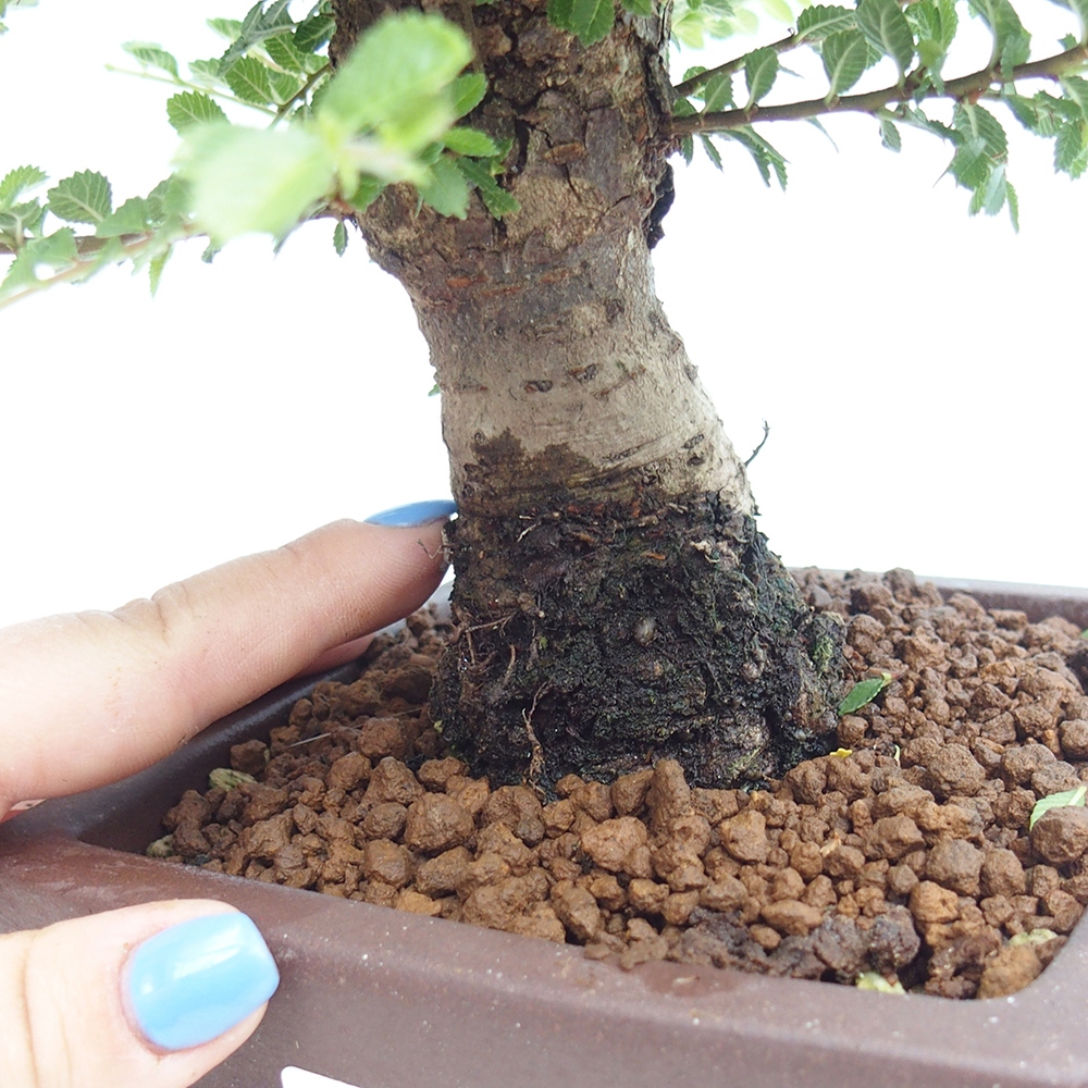 Bonsai voor buiten - Ulmus parvifolia Hokkaido - Chinese iep