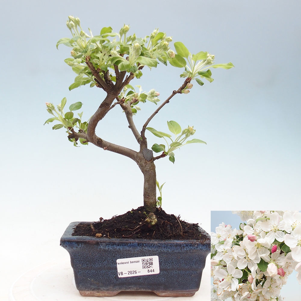 Bonsai voor buiten -Malus halliana - Appelboom met kleine vruchten
