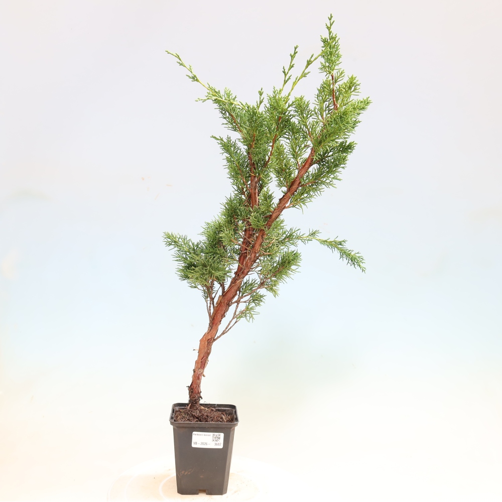 Bonsai voor buiten - Juniperus chinensis Kishu