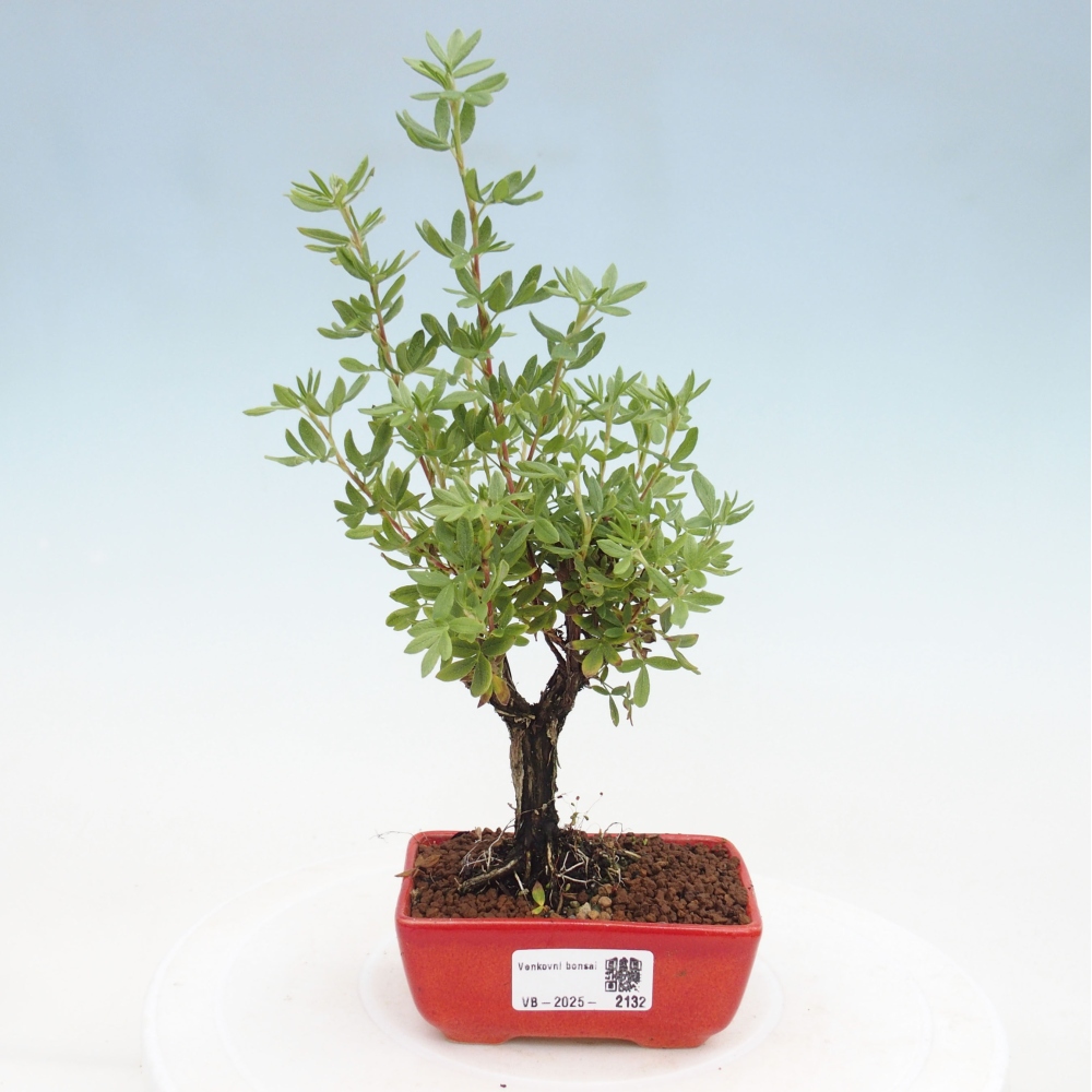 Bonsai voor buiten - Potentila fruticosa gele vogel