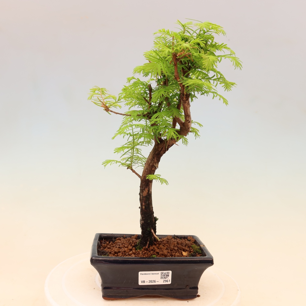 Bonsai voor buiten - Metasequoia glyptostroboides - Chinese Metasequoia