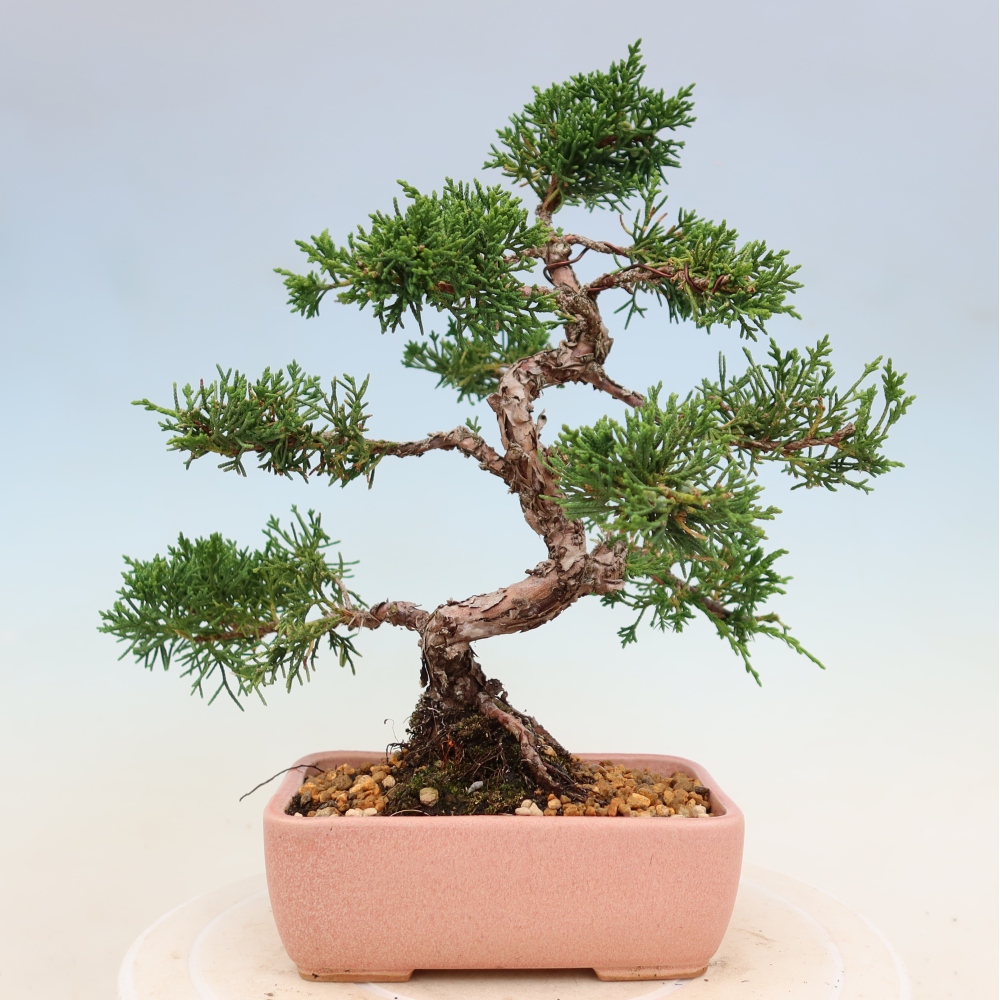 Bonsai voor buiten - Juniperus chinensis Kishu