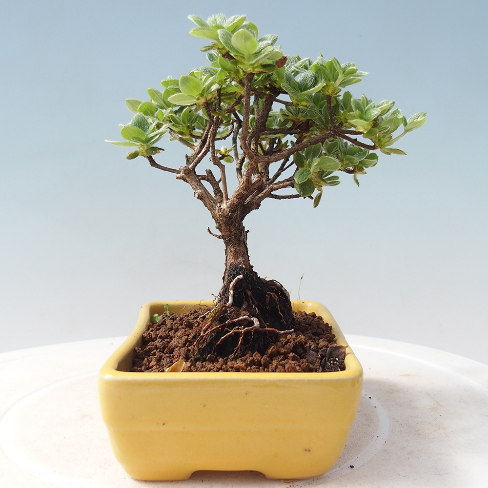 Bonsai voor buiten - Rhododendron indicum - Japanse azalea