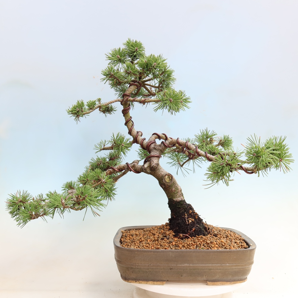 Bonsai voor buiten - Pinus mugo Humpy  - Bergden