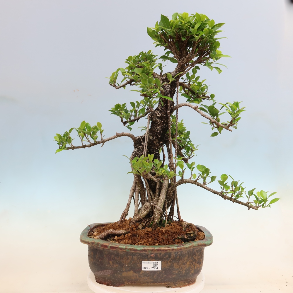Kamerbonsai - Ficus kimmen - kleinbladige ficus