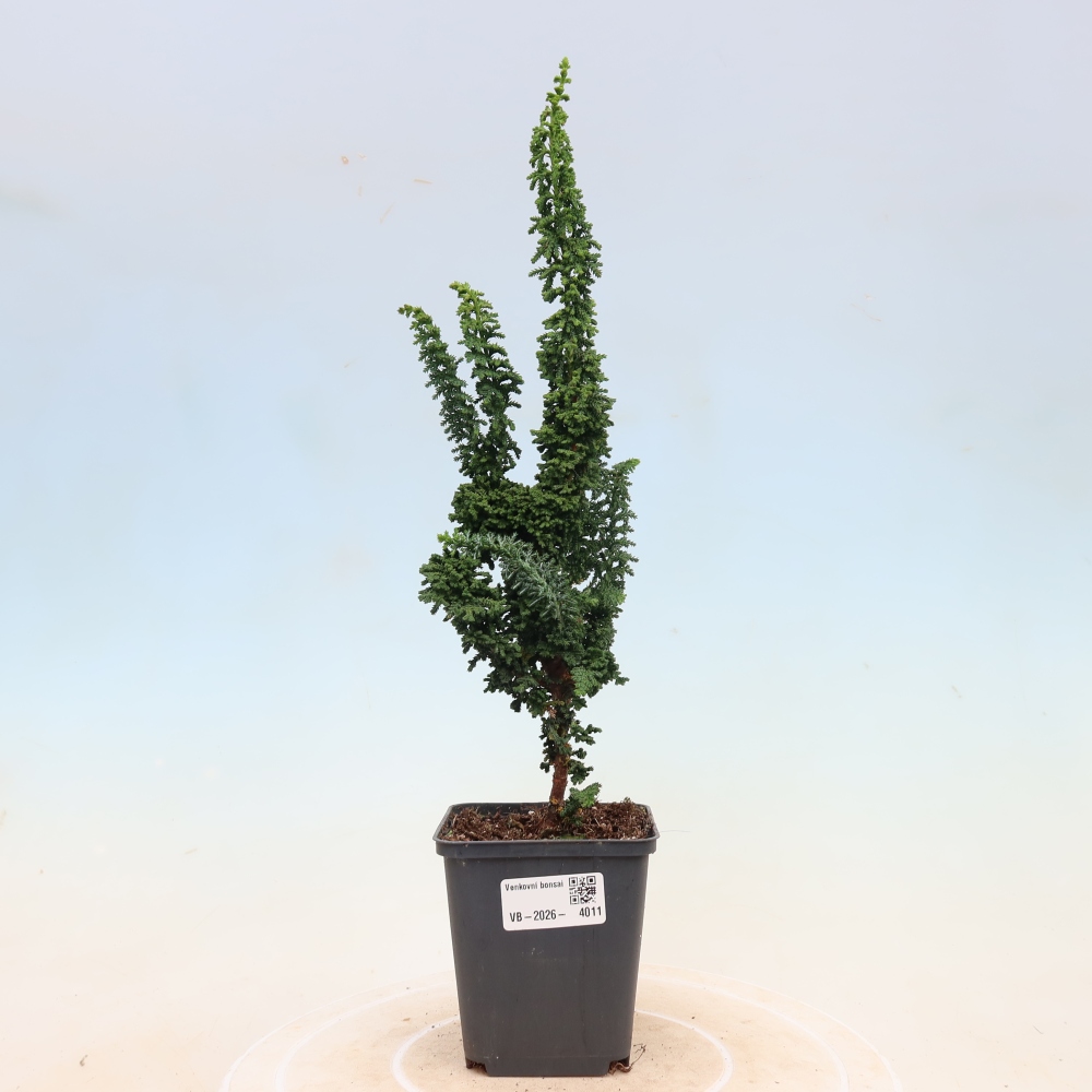 Bonsai voor buiten - Cham. obtusa SEKKA HINOKI - Cipres