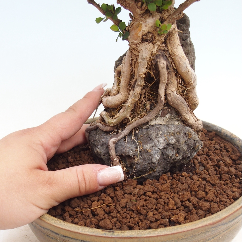 Bonsai voor buiten - Berberis coreana