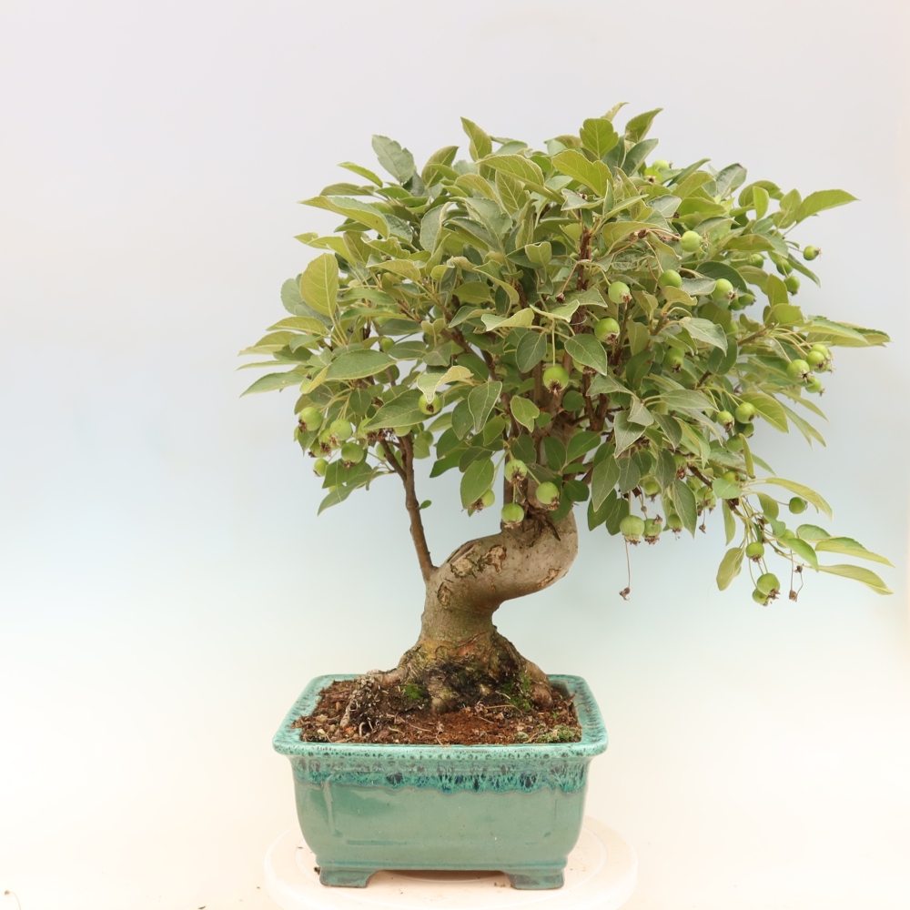 Bonsai voor buiten -Malus halliana - Appelboom met kleine vruchten