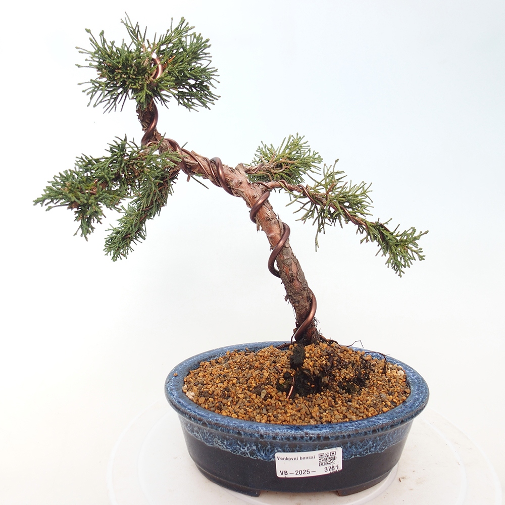Bonsai voor buiten - Juniperus chinensis Kishu