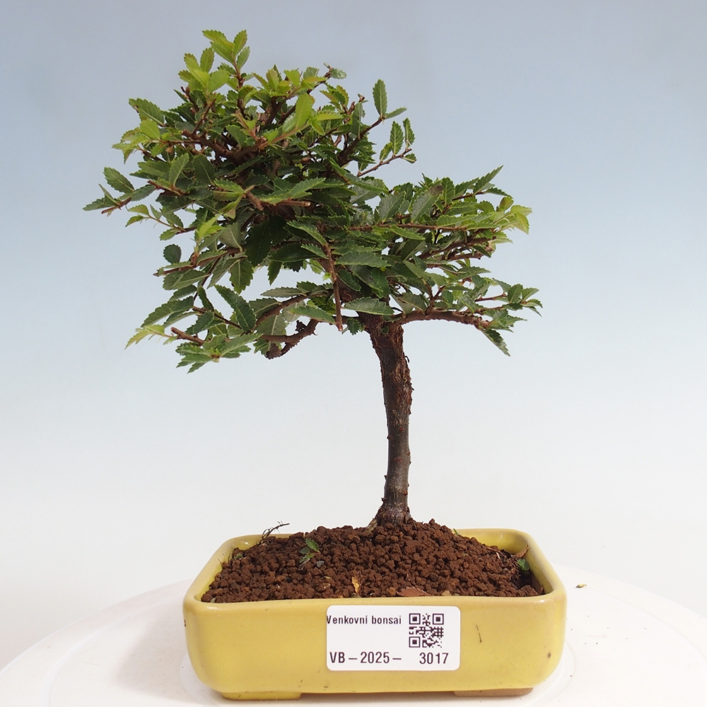 Bonsai voor buiten - Ulmus parvifolia Sagei - Kleinbladige iep