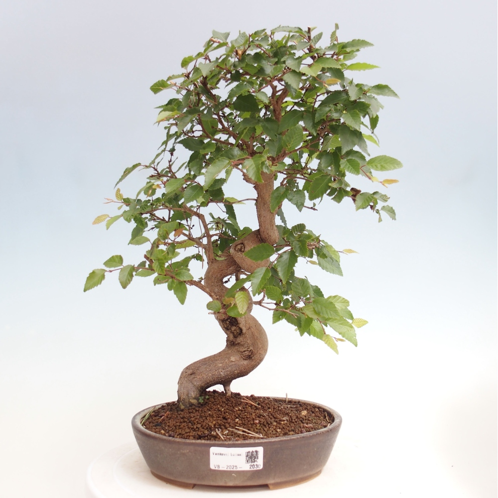 Bonsai voor buiten -Carpinus CARPINOIDES - Koreaanse haagbeuk