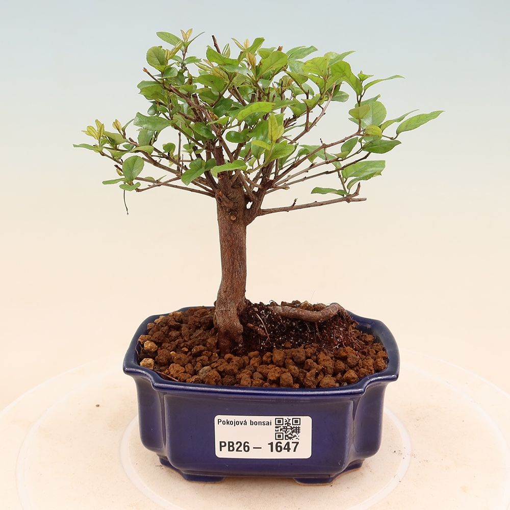 Kamerbonsai - Sageretia thea - Sageretia thea
