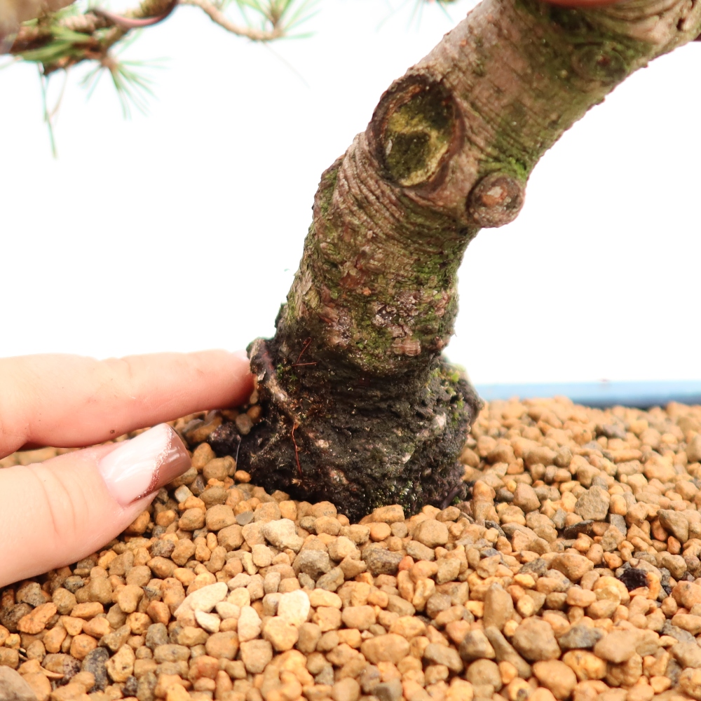Bonsai voor buiten - Pinus mugo Humpy  - Bergden