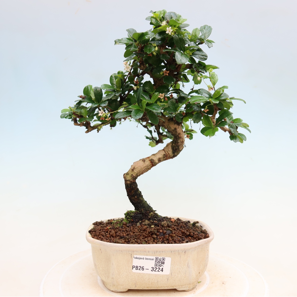 Kamerbonsai - Carmona macrophylla - Thee fuki