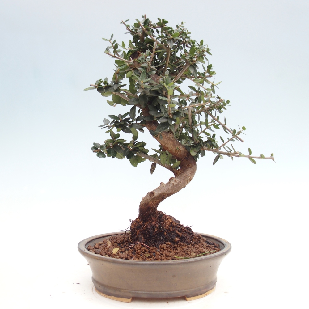 Bonsai voor binnen - Olea europaea sylvestris