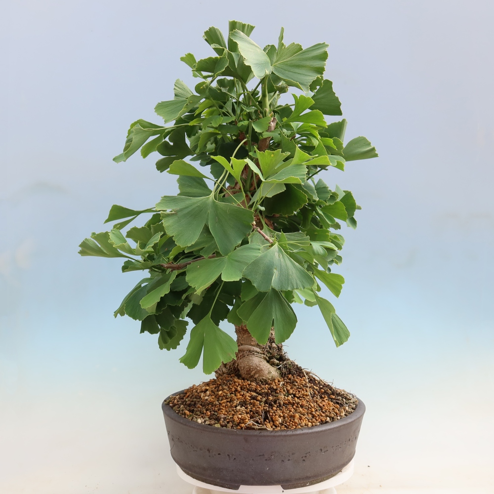 Bonsai voor buiten - Ginkgo biloba