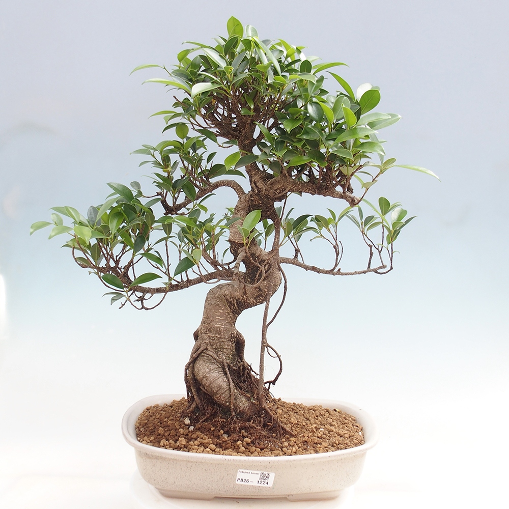 Kamerbonsai - Ficus kimmen - kleinbladige ficus