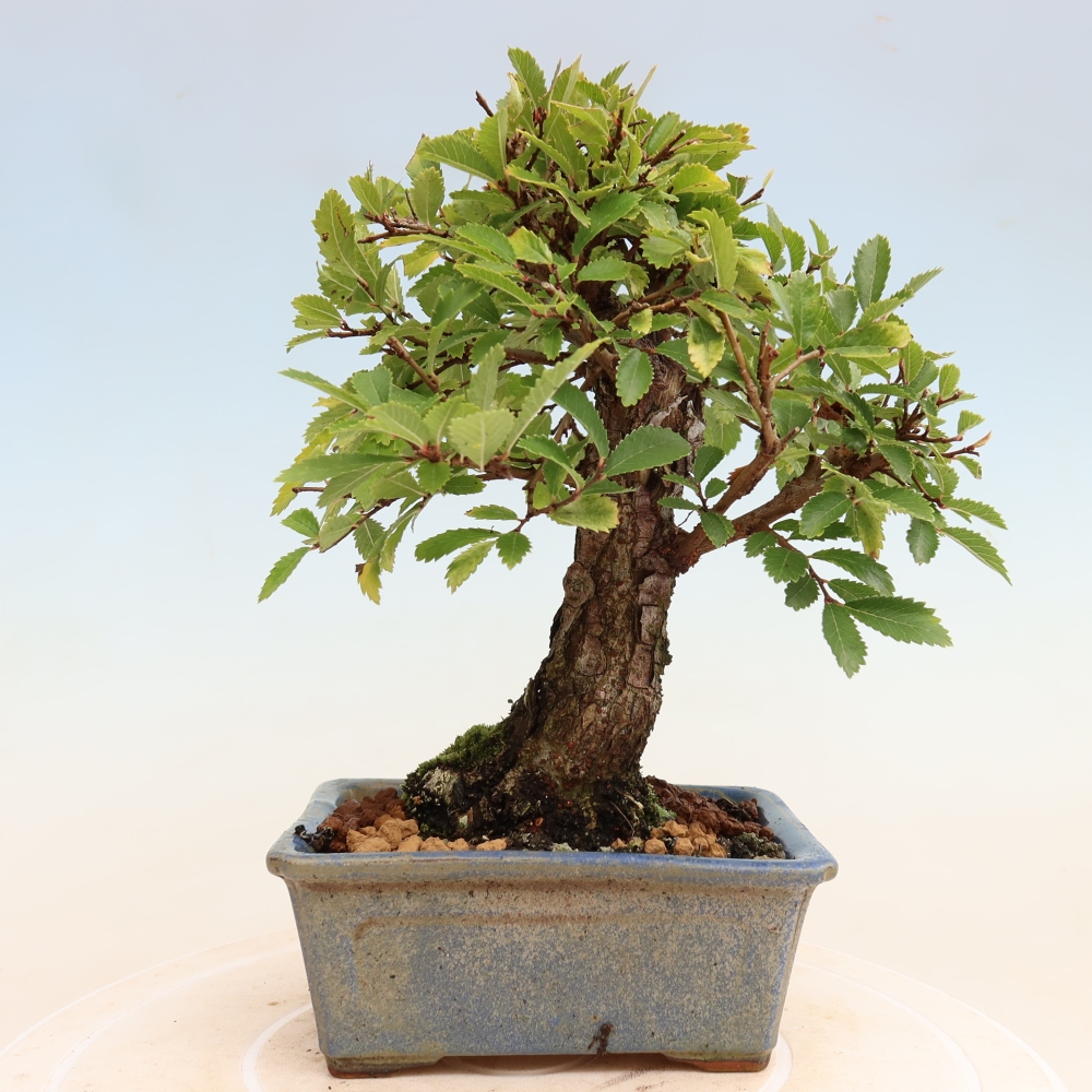 Bonsai voor buiten - Zelkova - Zelkova NIRE