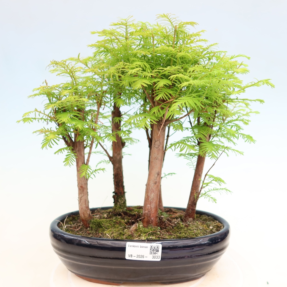 Buitenbonsai - Metasequoia glyptostroboides - Chinese metasequoia - bosje