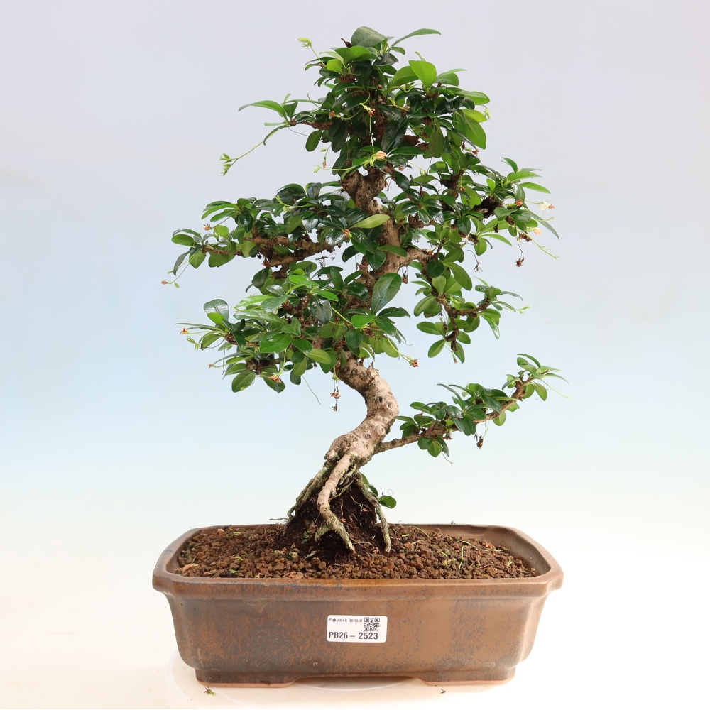 Kamerbonsai - Carmona macrophylla - Thee fuki