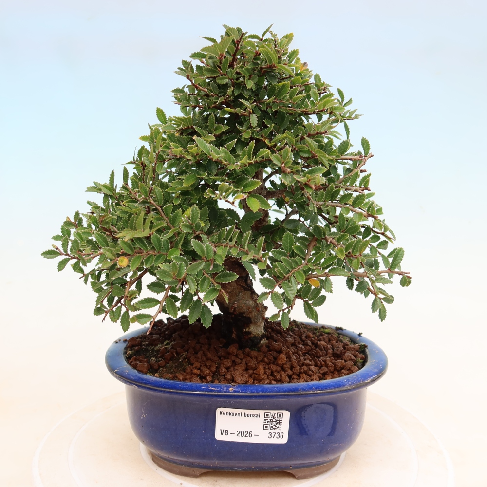 Bonsai voor buiten - Zelkova - Zelkova NIRE
