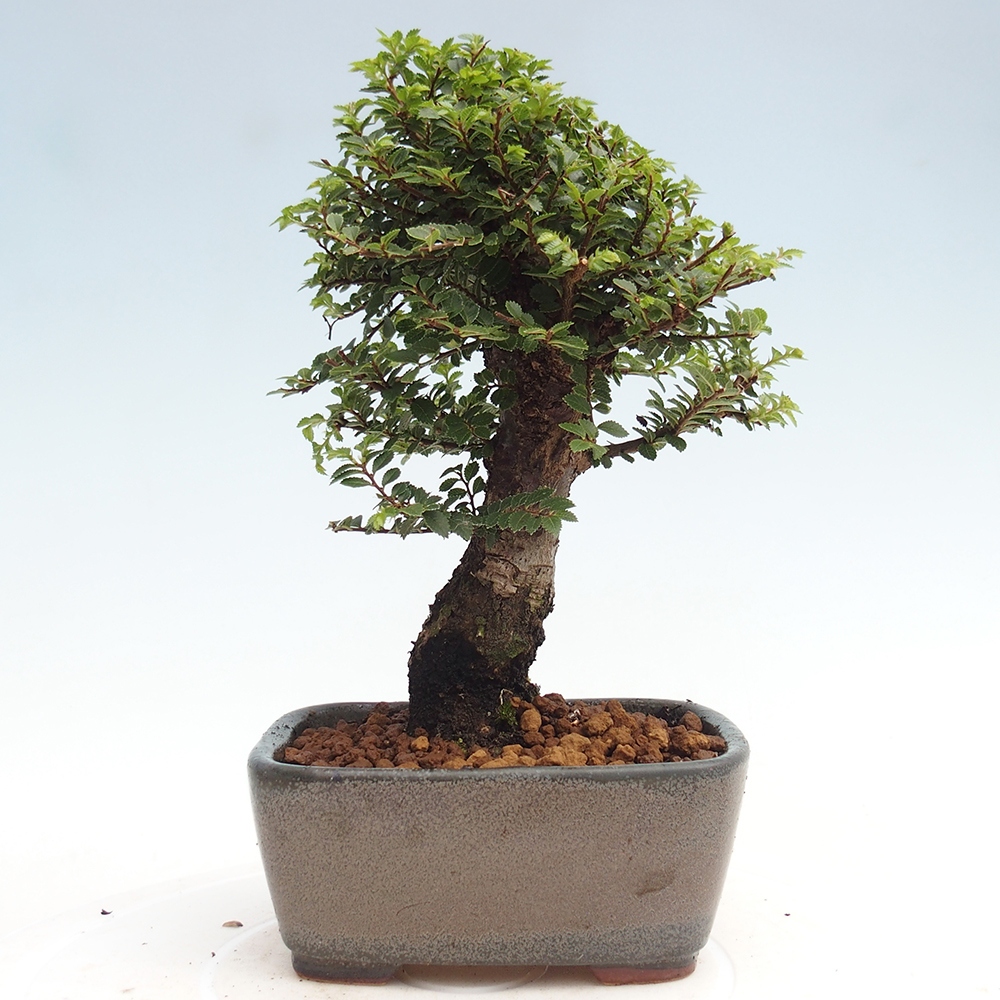 Bonsai voor buiten - Ulmus parvifolia Hokkaido - Chinese iep