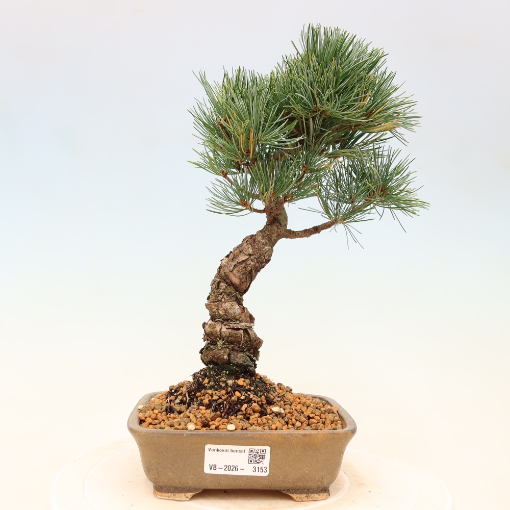 Bonsai voor buiten - Pinus parviflora - Pinus parviflora