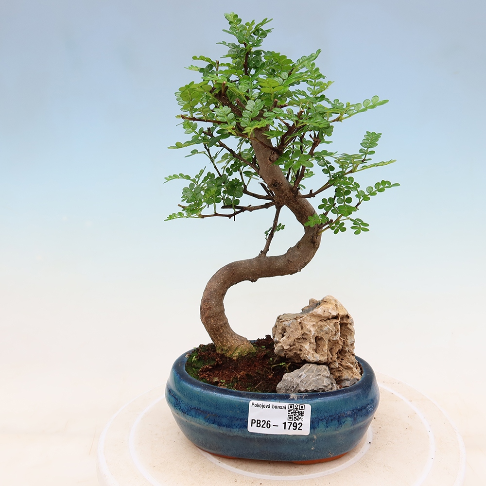 Kamerbonsai - Zantoxylum piperitum - peperboom