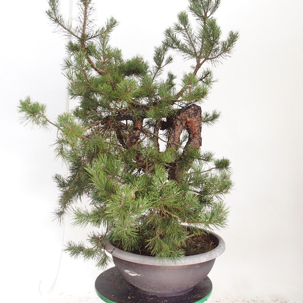 Yamadori - Pinus sylvestris Spanje