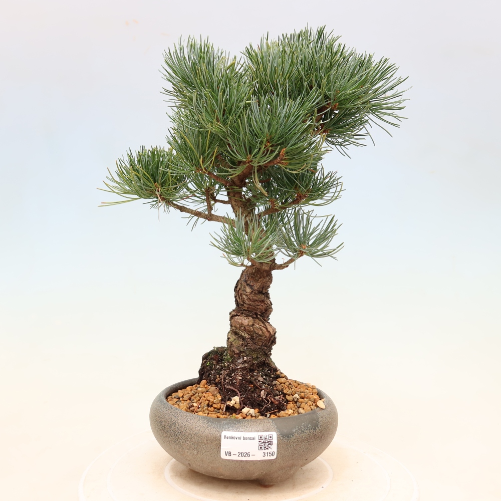 Bonsai voor buiten - Pinus parviflora - Pinus parviflora