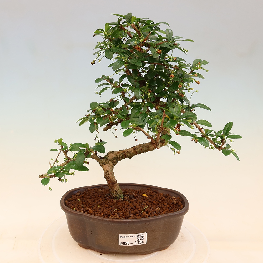 Kamerbonsai - Carmona macrophylla - Thee fuki