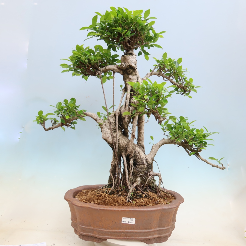 Kamerbonsai - Ficus kimmen - kleinbladige ficus