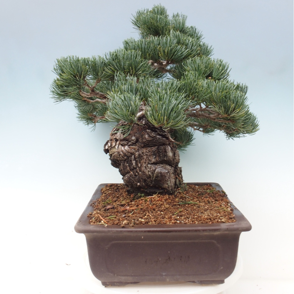 Bonsai voor buiten - Pinus parviflora - Pinus parviflora
