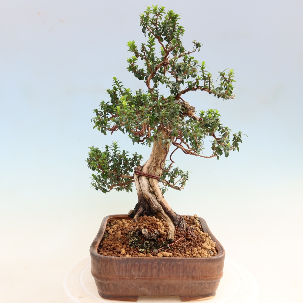 Kamerbonsai - Myrtus communis - Mirte