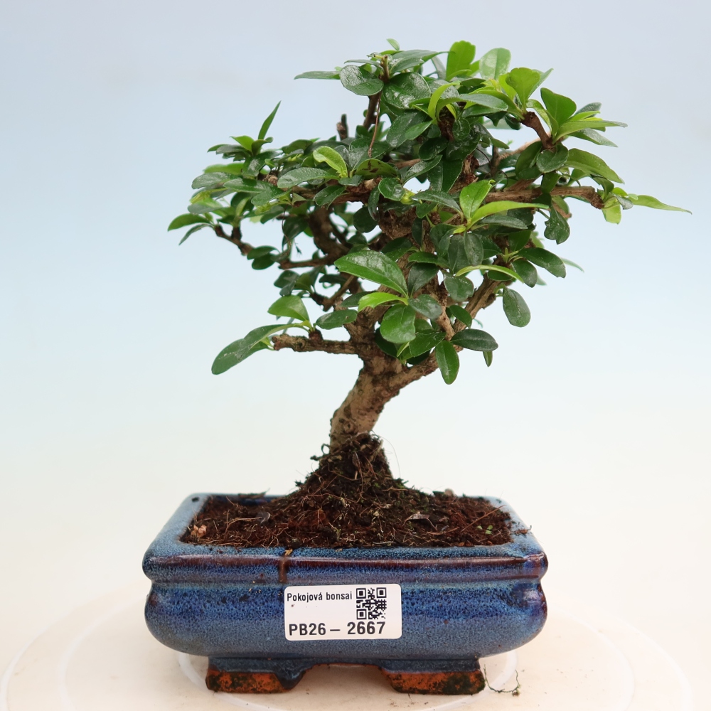 Kamerbonsai - Carmona macrophylla - Thee fuki